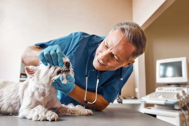Best Walk-In Dentist Near Me  in Mount Vernon, GA